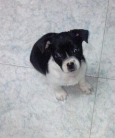 Zaruk